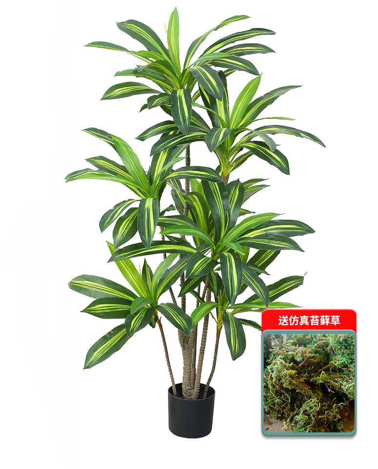 Dracaena Marginata - Nordic Wind Large Simulation Plant Brazil