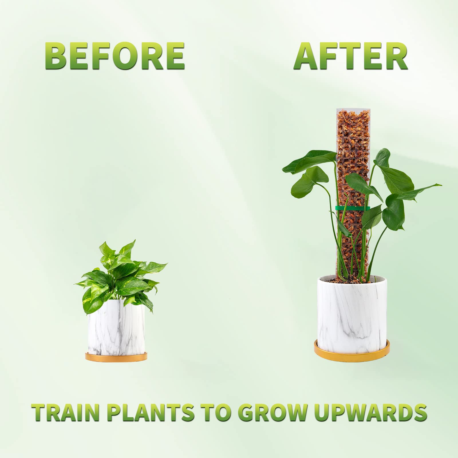 Moss Poles Plants Plant Suppor - Echeveria Succulent のレビューと価格