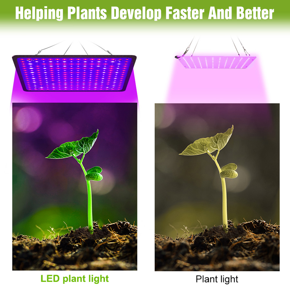 400W LED Grow Light Full Spect - Echeveria Succulent のレビューと価格