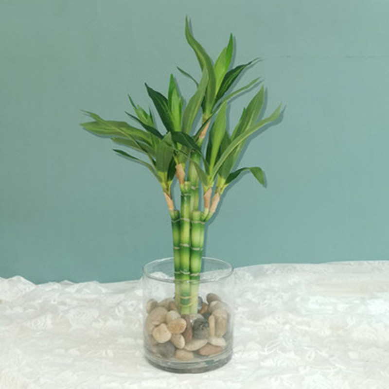 New 40cm rFtificial Lucky Bamb - Echeveria Succulent のレビューと価格