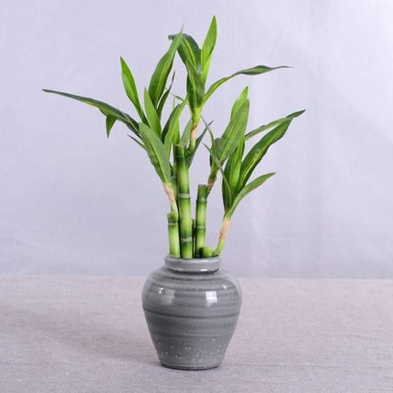 New 40cm rFtificial Lucky Bamb - Echeveria Succulent のレビューと価格