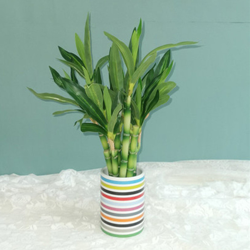 New 40cm rFtificial Lucky Bamb - Echeveria Succulent のレビューと価格