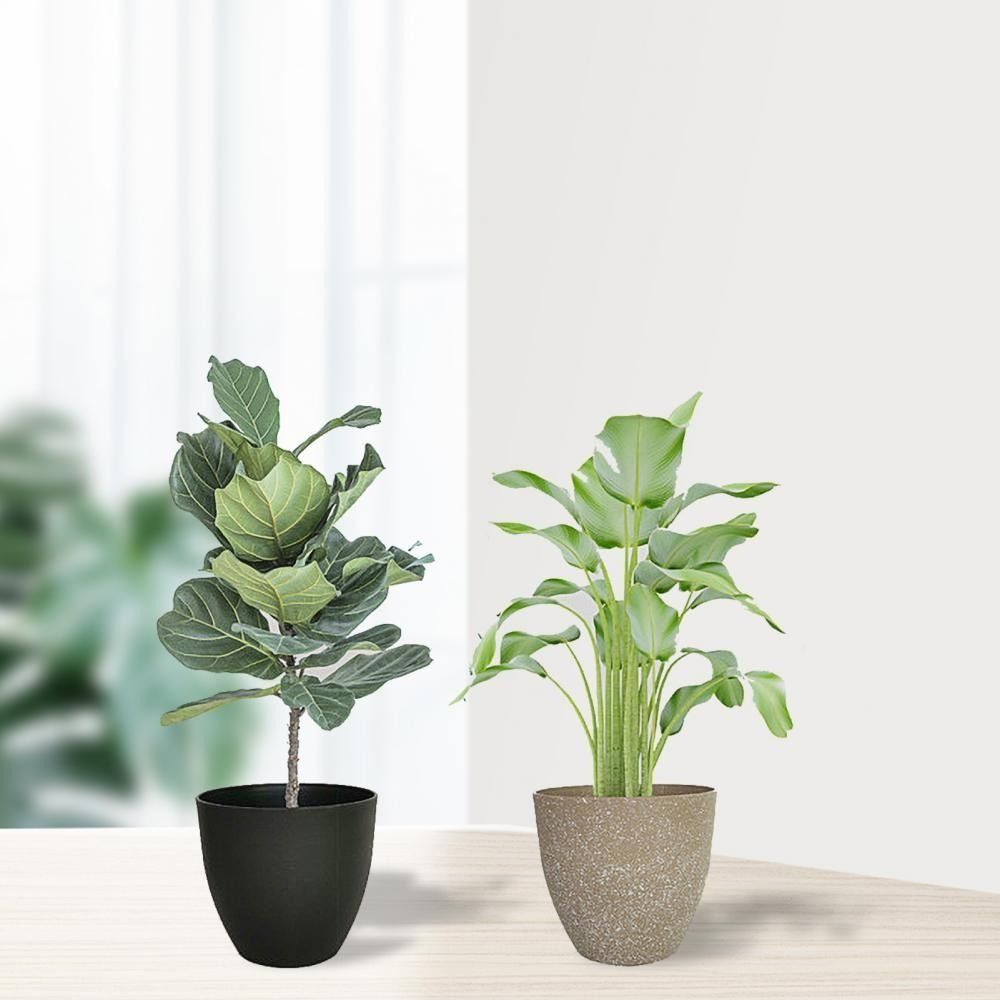 Frosted Imitation Stone Flower - Aloe Vera Pot のレビューと価格