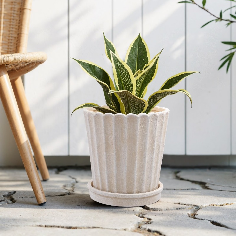 8 Inch Shell Planter Cream Cer - Aloe Vera Pot のレビューと価格