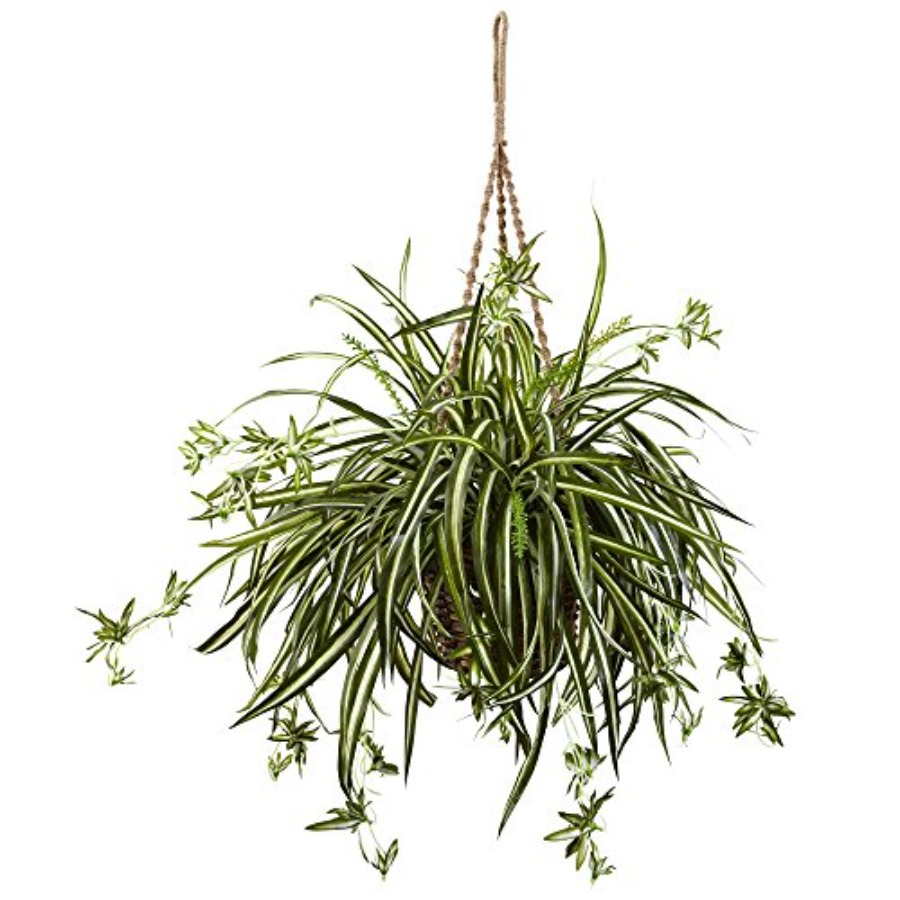Spider Plant Hanging Basket fo - Spider Plant Hanging のレビューと価格