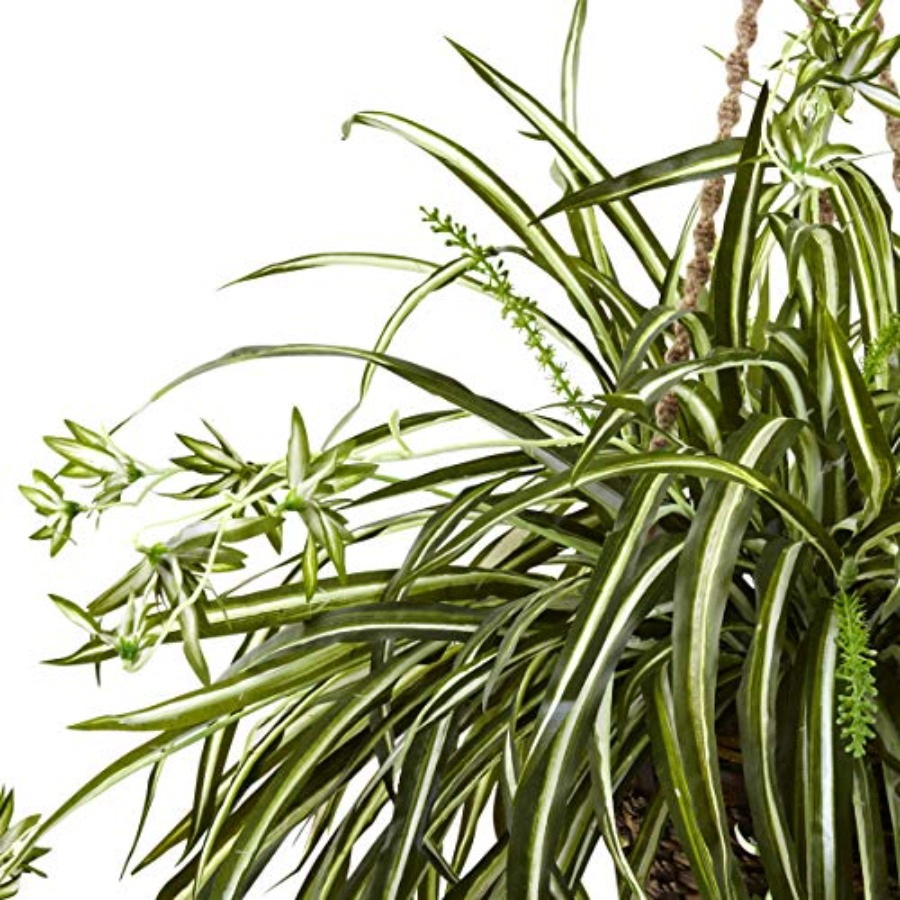 Spider Plant Hanging Basket fo - Spider Plant Hanging のレビューと価格