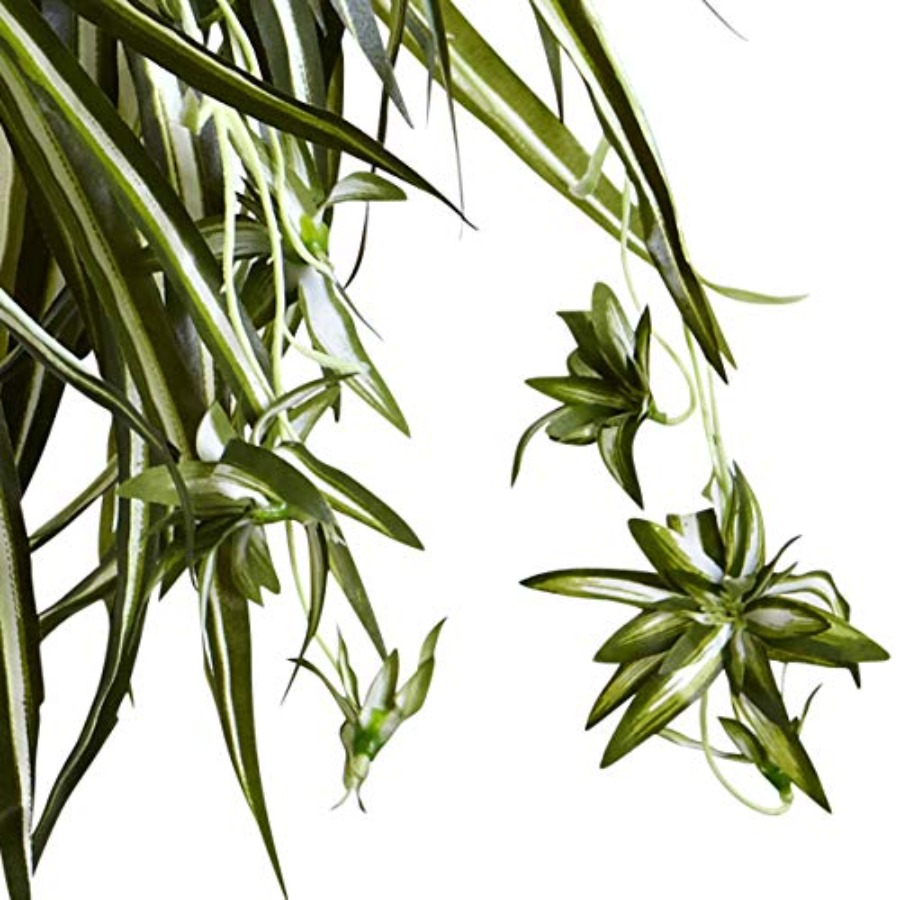 Spider Plant Hanging Basket fo - Spider Plant Hanging のレビューと価格