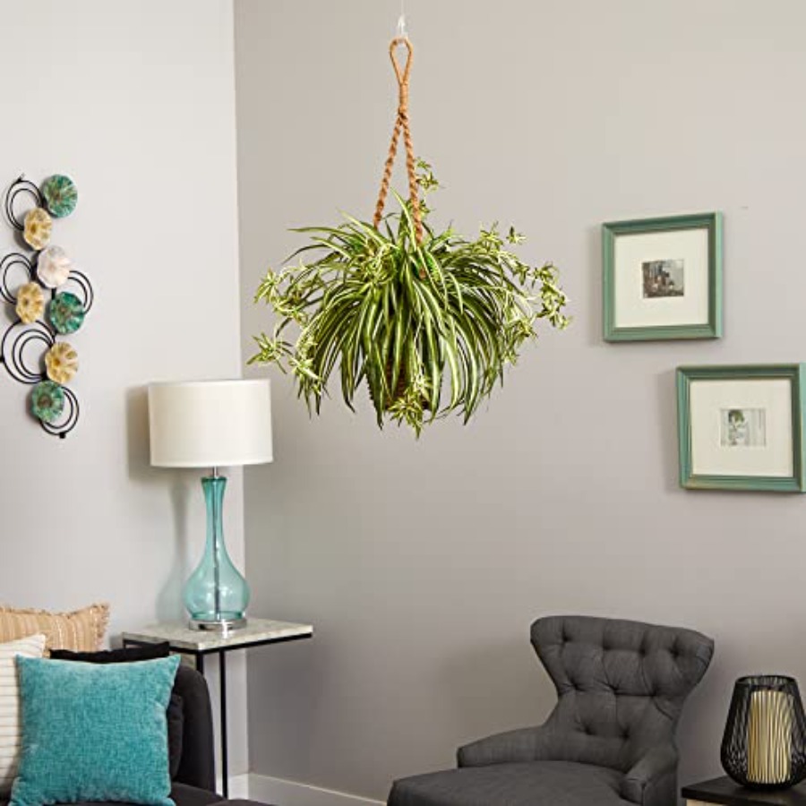 Spider Plant Hanging Basket fo - Spider Plant Hanging のレビューと価格