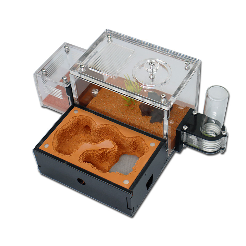 Yellow Soil Ant Farm with Exte - Begonia Rex のレビューと価格