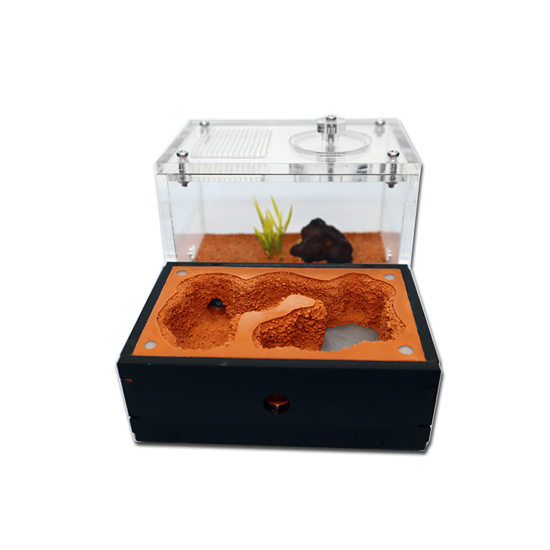 Yellow Soil Ant Farm with Exte - Begonia Rex のレビューと価格