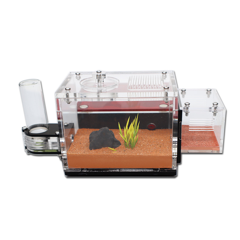 Yellow Soil Ant Farm with Exte - Begonia Rex のレビューと価格
