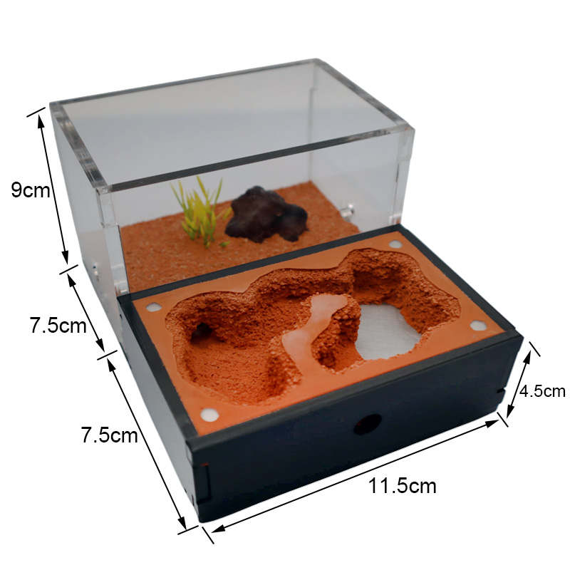 Yellow Soil Ant Farm with Exte - Begonia Rex のレビューと価格