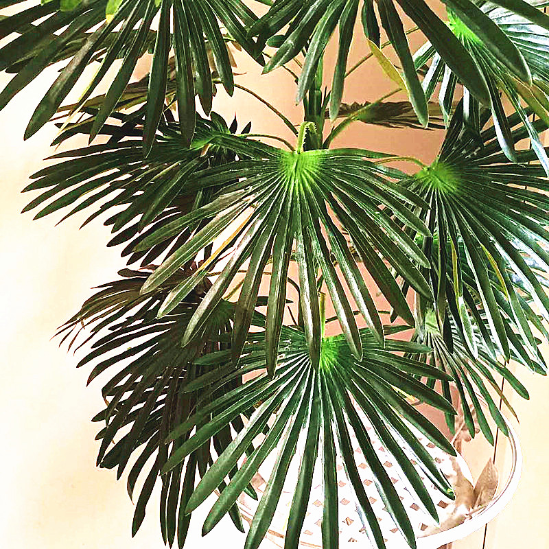 68-95CM Large Artificial Tropi - Dracaena Marginata のレビューと価格