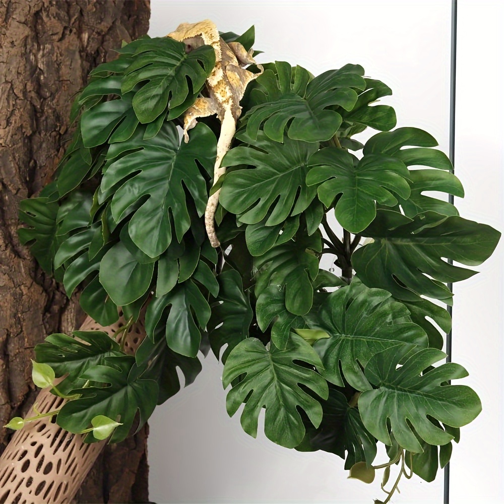 Reptile Plants for Terrarium A - Monstera Adansonii のレビューと価格