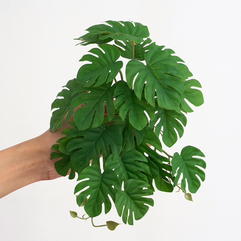Reptile Plants for Terrarium A - Monstera Adansonii のレビューと価格