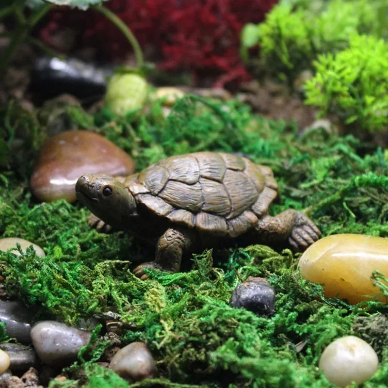 Simulation of Small Turtle Res - Echeveria Succulent のレビューと価格