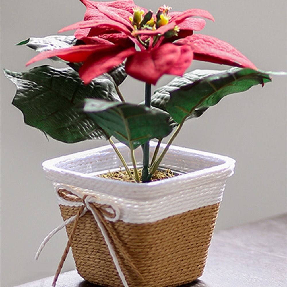 Paper Rope Braided Braided Flo - Aloe Vera Pot のレビューと価格