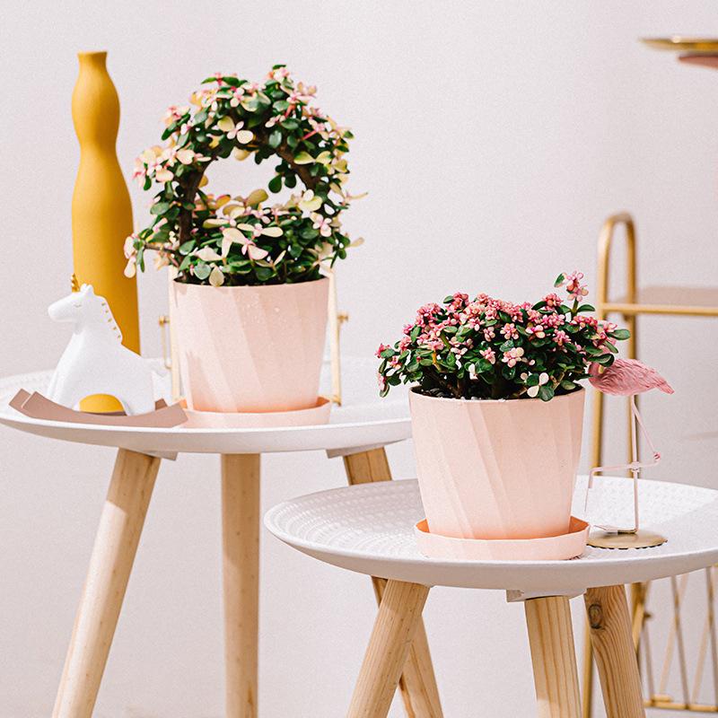Resin Plastic Succulent Plante - Aloe Vera Pot のレビューと価格