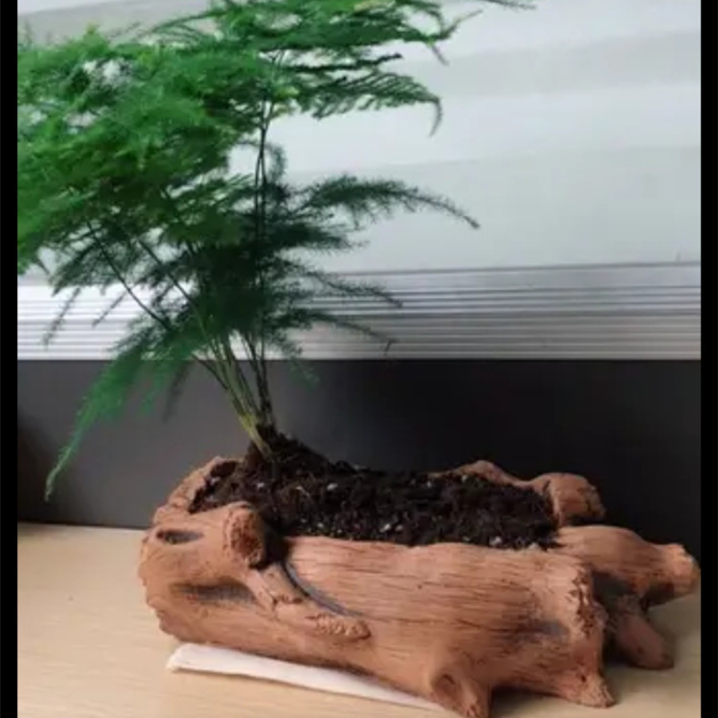 Imitation Wooden Stakes Tree R - Echeveria Succulent のレビューと価格