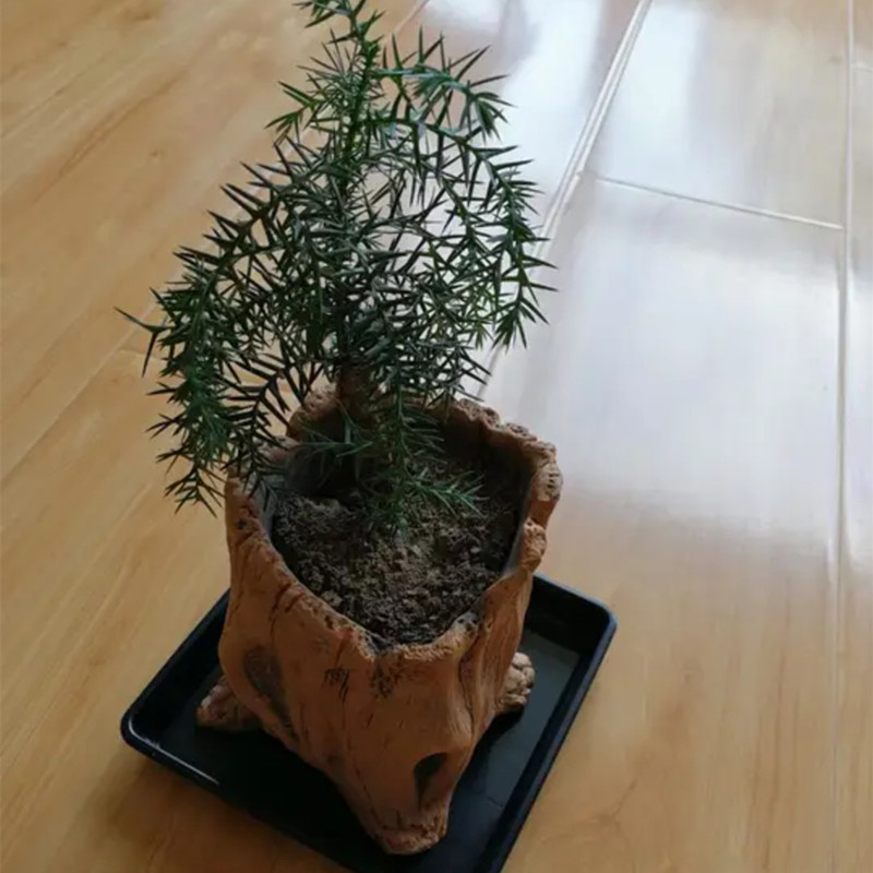 Imitation Wooden Stakes Tree R - Echeveria Succulent のレビューと価格