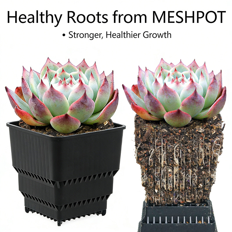 MESHPOT 6-Pack Square Pots for - Echeveria Succulent のレビューと価格