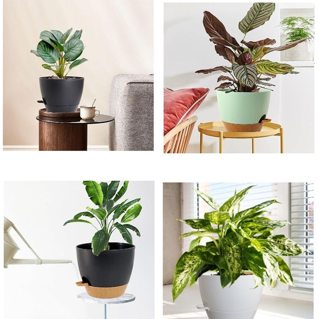 5piece Indoor Flower Pots With - Aloe Vera Pot のレビューと価格