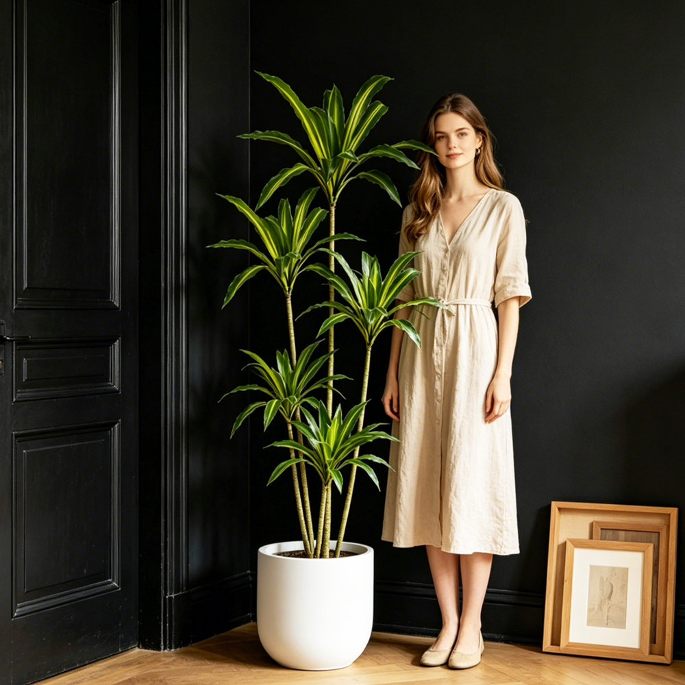80-165cm Large Artifcial Draca - Dracaena Marginata のレビューと価格