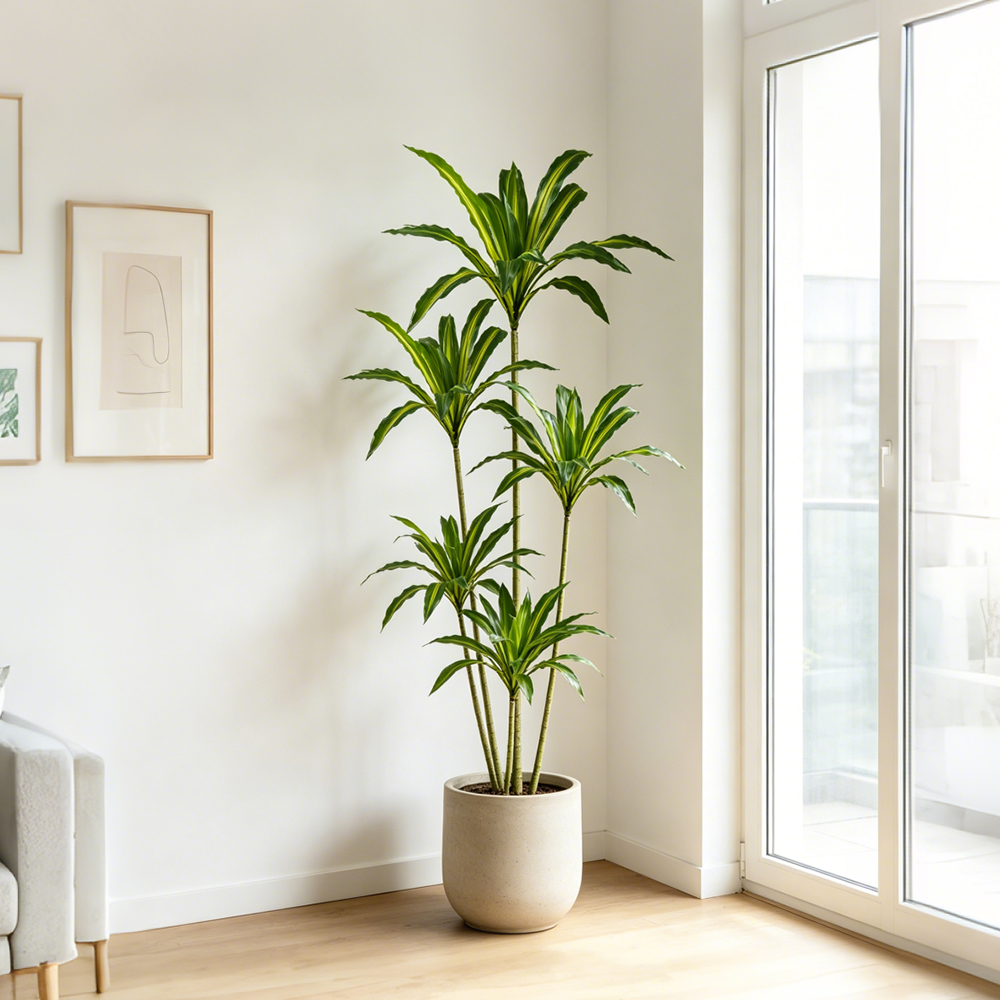 80-165cm Large Artifcial Draca - Dracaena Marginata のレビューと価格