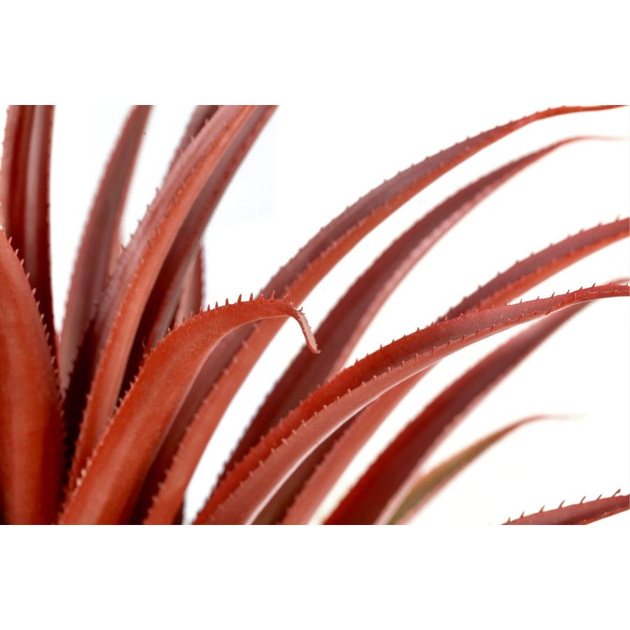 Hyper Realistic Big Red Artifi - Aloe Vera Pot のレビューと価格