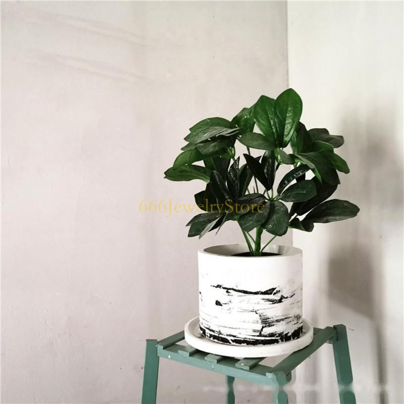 F2TD Large Round Concrete Flow - Echeveria Succulent のレビューと価格