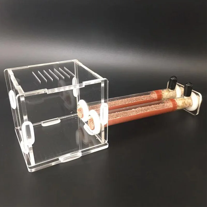 DIY Various Size Ant Farm Bamb - Begonia Rex のレビューと価格