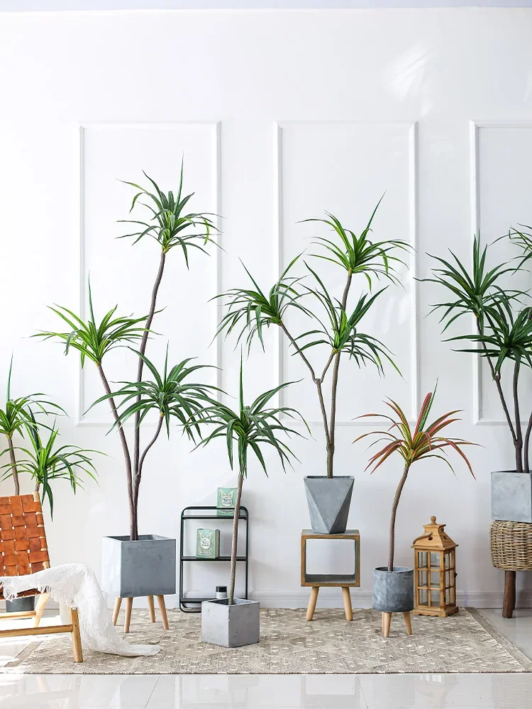 Simulation Plant Dracaena Marg - Dracaena Marginata のレビューと価格