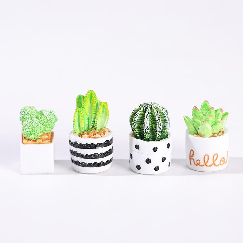 4-Piece Set of Cactus Succulen - Echeveria Succulent のレビューと価格