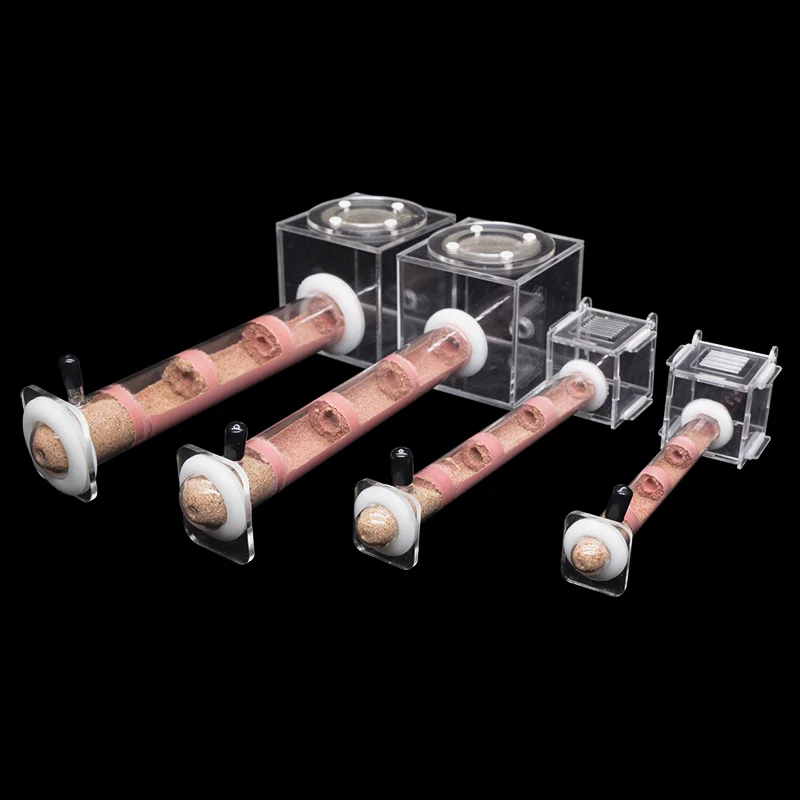 DIY Various Size Ant Farm Bamb - Begonia Rex のレビューと価格