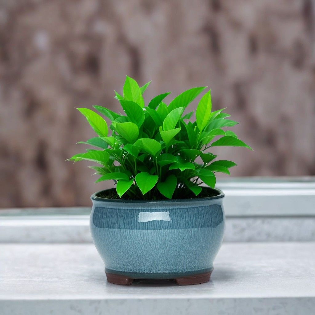 Ceramic Garden Planter Pots Ce - Aloe Vera Pot のレビューと価格