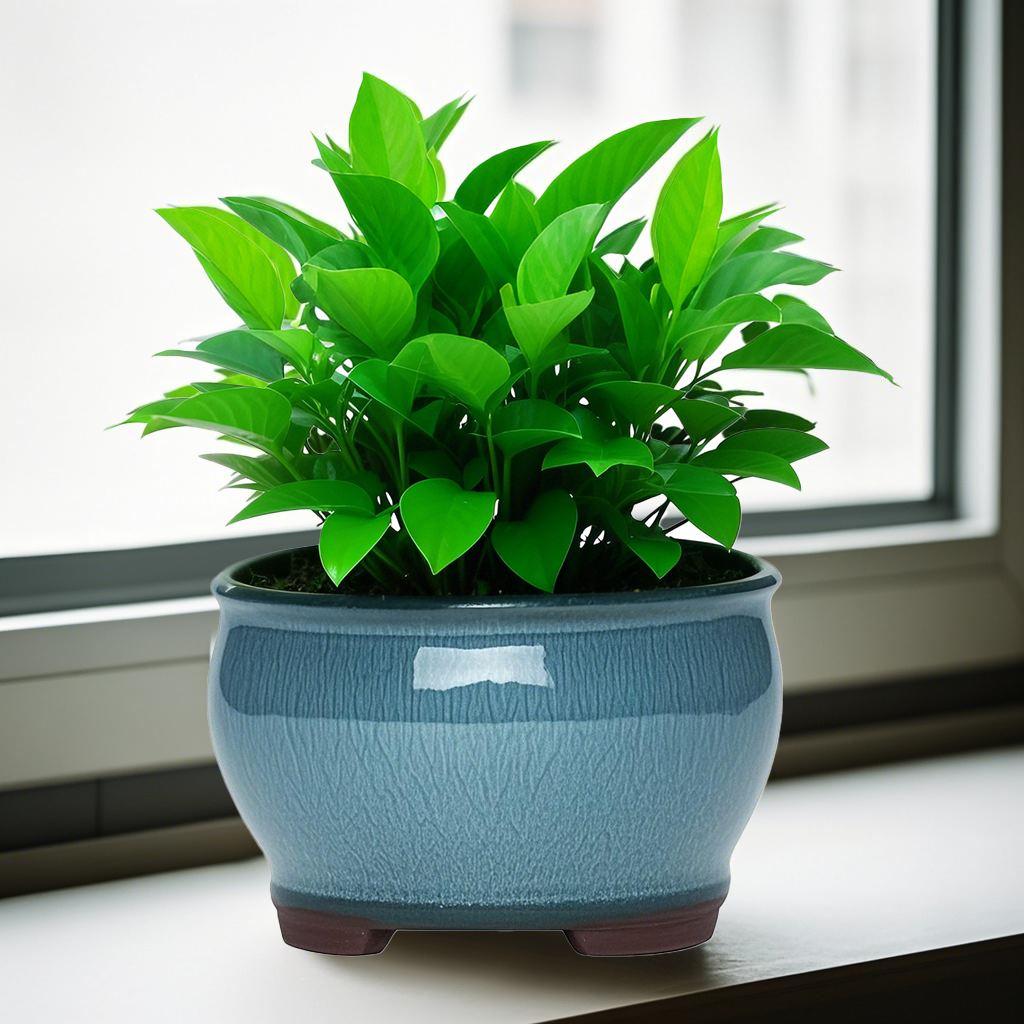 Ceramic Garden Planter Pots Ce - Aloe Vera Pot のレビューと価格