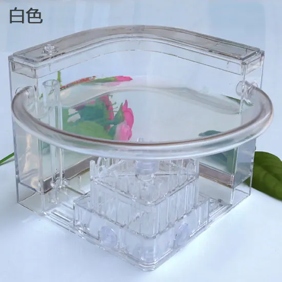 Ant Workshop Roller Coaster Ec - Begonia Rex のレビューと価格