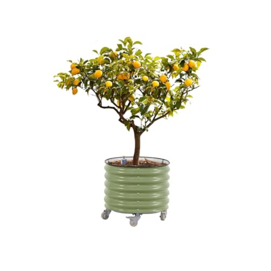 Self-Watering Rolling Metal Ci - Aloe Vera Pot のレビューと価格